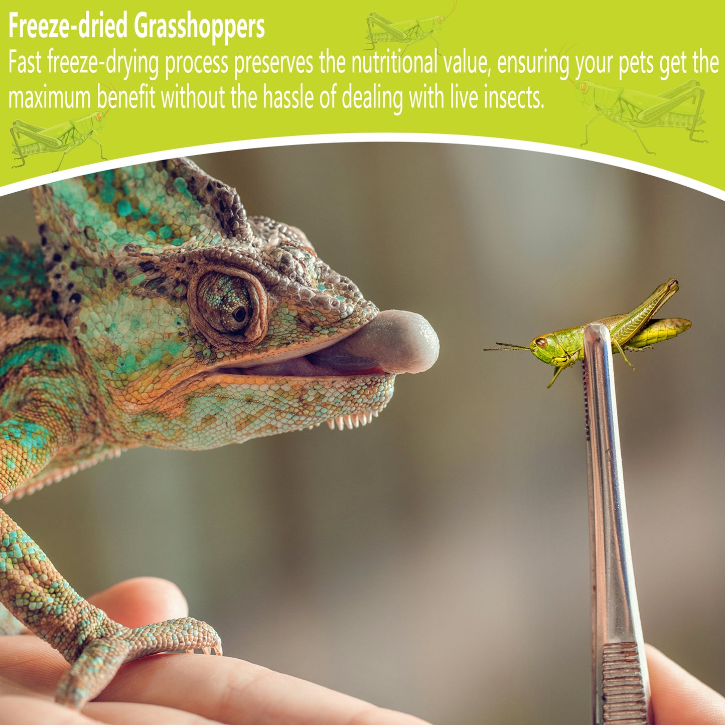 JADINGSFARM Freeze Dried Grasshoppers – 4.5 Oz High Protein Freeze Dried Grasshoppers for Reptiles, Food for Bearded Dragons Lizards, Geckos, Birds, Hedgehogs