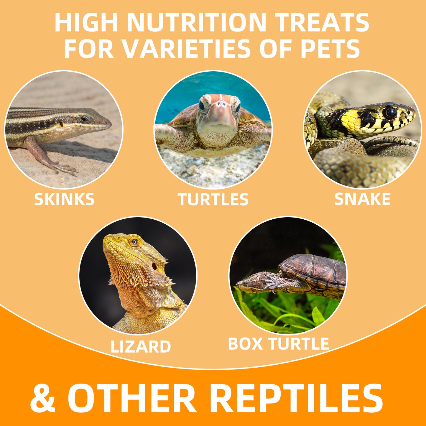 JADINGSFARM 6 Pack Canned Snails for Reptiles, Fish, Birds and Small Animals, Snails, Healthy High Protein Treat, Reptile Bird Fish Food 7.2 Ounces Total