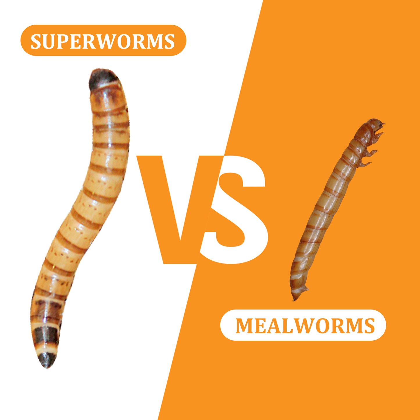 JADINGSFARM 6 Pack Canned Superworms for Reptiles, Fish, Birds and Small Animals, Super Worms, Healthy High Protein Treat for Reptile Bird Fish Food 7.2 Ounces Total