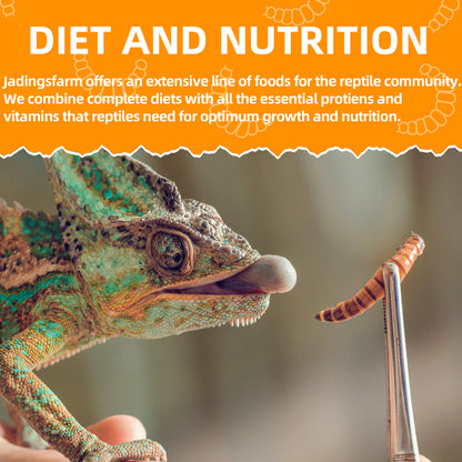JADINGSFARM 6 Pack Canned Mealworms for Reptiles, Fish, Birds and Small Animals, Meal Worms, Healthy High Protein Treat, Reptile Bird Fish Food 7.2 Ounces Total