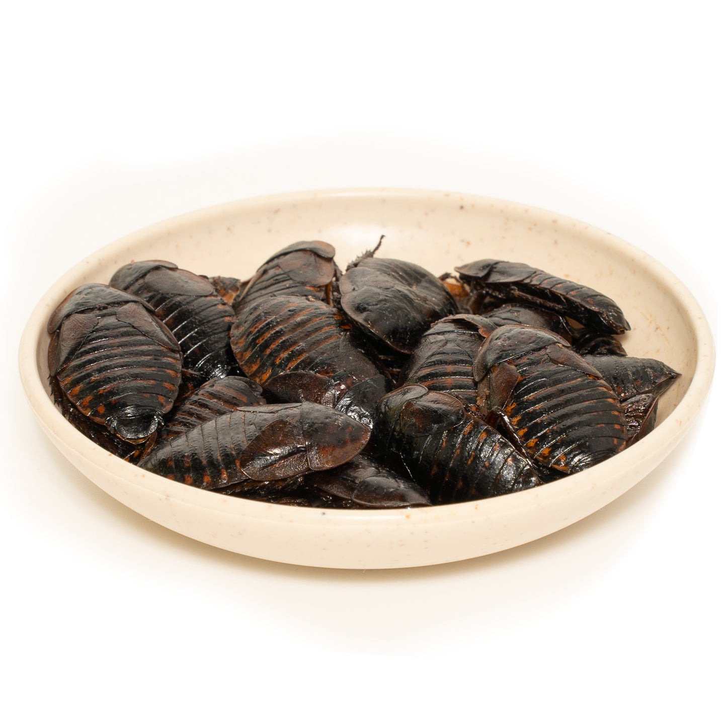 6 Pack Canned Dubia Roaches for Reptiles, Birds and Small Animals, Dubia Roaches, Healthy High Protein Treat, Reptile Food 7.2 Ounces Total