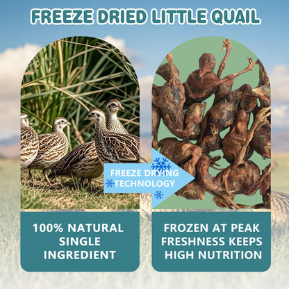 Freeze Dried Little Quail, 4.5 Oz Freeze dried Quail Dogs Cat Treats, Single Ingredient Freeze Dried Cat and Dog Treats Delicious Training Snacks, Natural Cat Food Healthy Animal Protein Pet Food