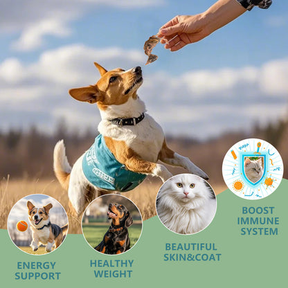 Freeze Dried Little Quail, 4.5 Oz Freeze dried Quail Dogs Cat Treats, Single Ingredient Freeze Dried Cat and Dog Treats Delicious Training Snacks, Natural Cat Food Healthy Animal Protein Pet Food