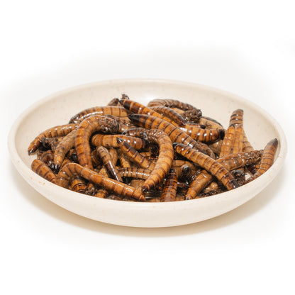 JADINGSFARM 6 Pack Canned Superworms for Reptiles, Fish, Birds and Small Animals, Super Worms, Healthy High Protein Treat for Reptile Bird Fish Food 7.2 Ounces Total