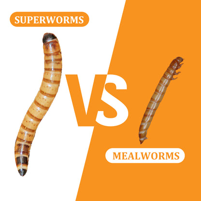 JADINGSFARM 6 Pack Canned Superworms for Reptiles, Fish, Birds and Small Animals, Super Worms, Healthy High Protein Treat for Reptile Bird Fish Food 7.2 Ounces Total